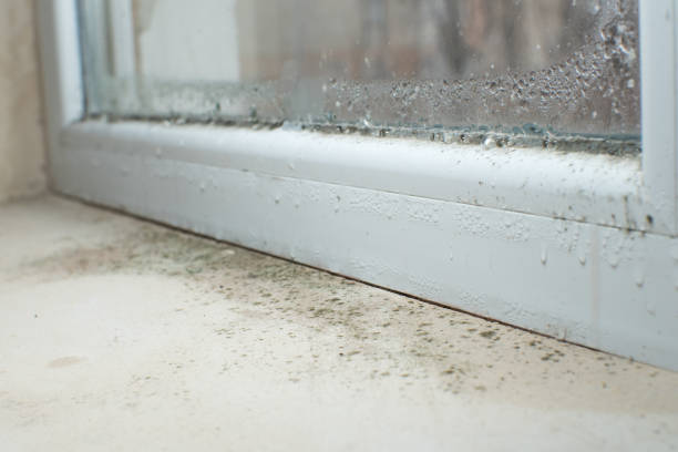 Environmental Consulting for Mold Prevention in Surgoinsville, TN